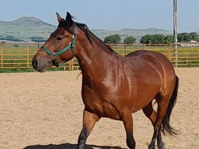 A Mustang With Great Potential!