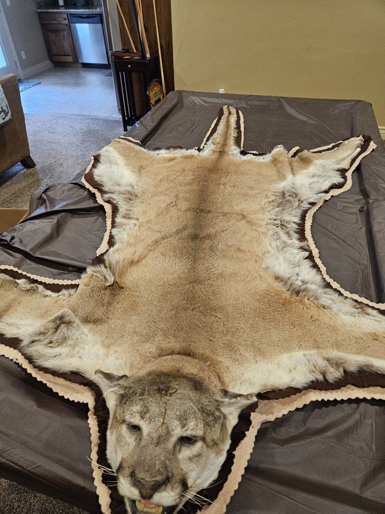 mountain lion rug