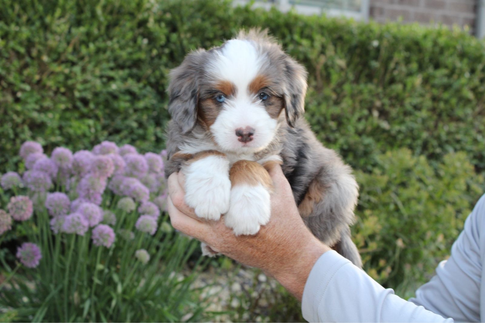 Mini Bernedoodles *like goldendoodles