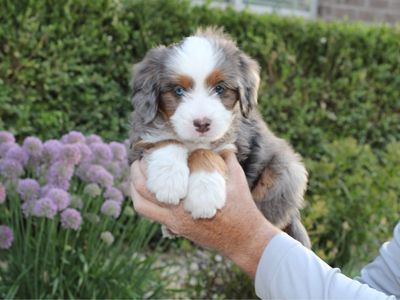 Mini Bernedoodles *like goldendoodles