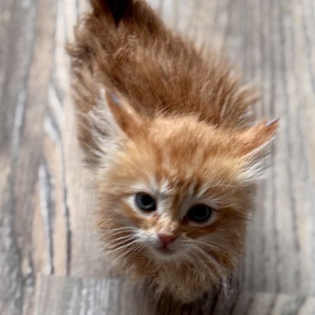 Hello my name is Perlino