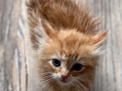 Hello my name is Perlino