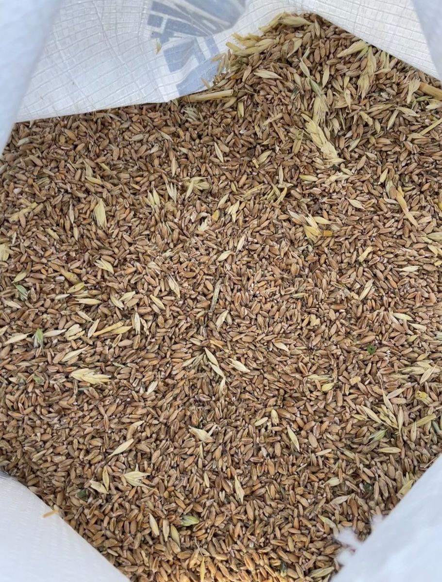 50lb Bags of Red Wheat for Chickens, Goats etc