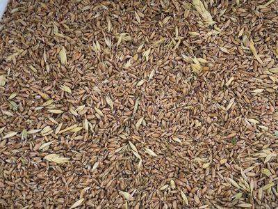 50lb Bags of Red Wheat for Chickens, Goats etc