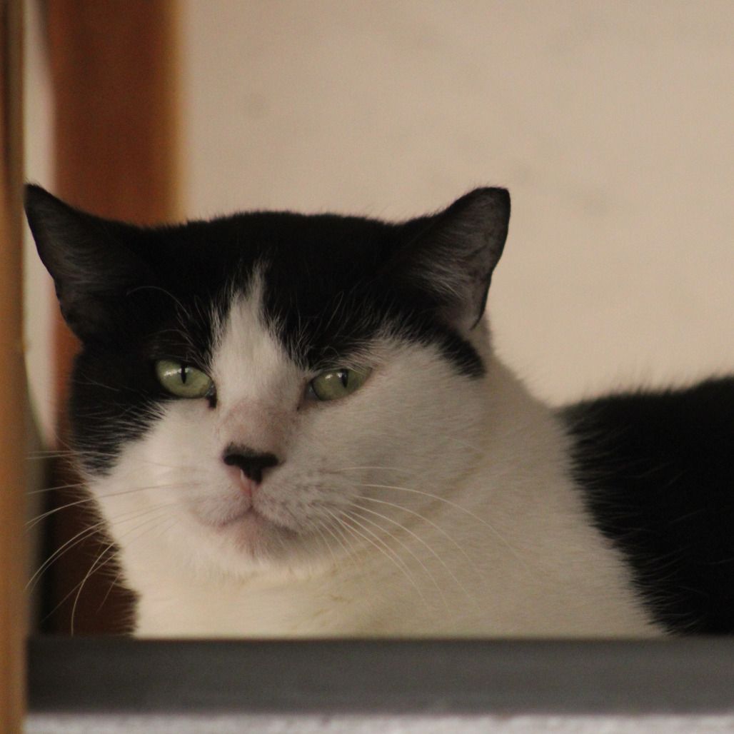 Hello my name is Kona