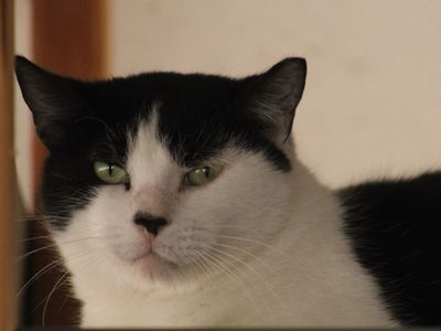 Hello my name is Kona