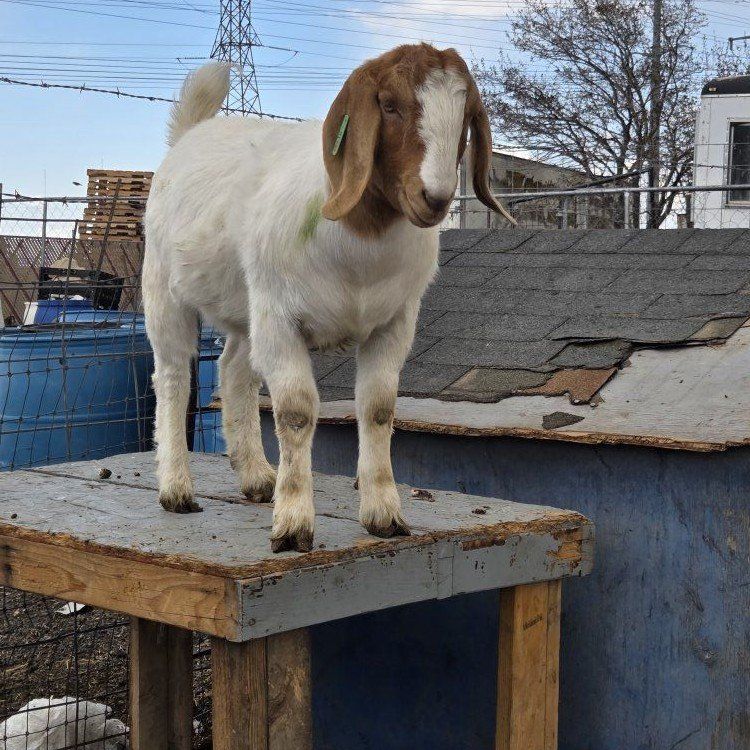 Boer wether goat