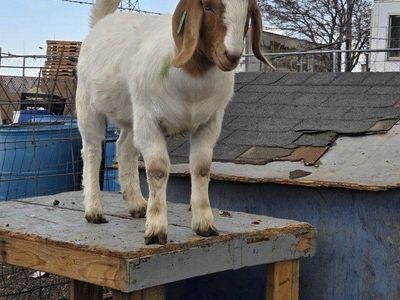 Boer wether goat