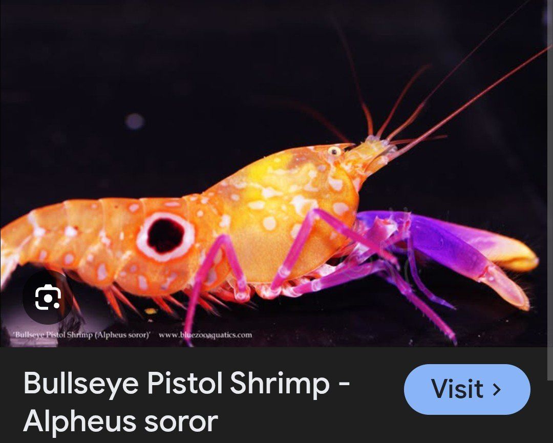 bullseye pistol shrimp and pink bar goby