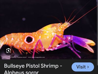 bullseye pistol shrimp and pink bar goby