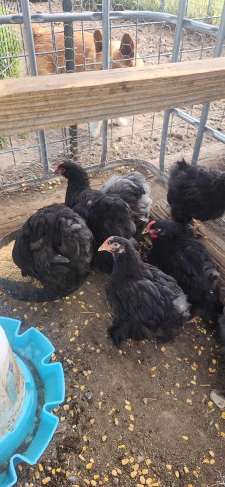 standard cochins 