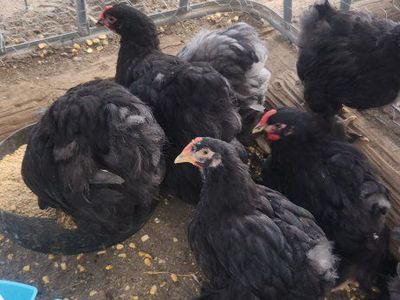 standard cochins