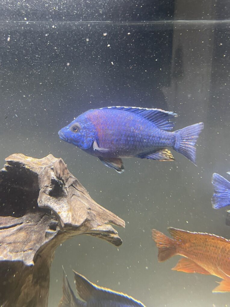 Hybrid Peacock Cichlid