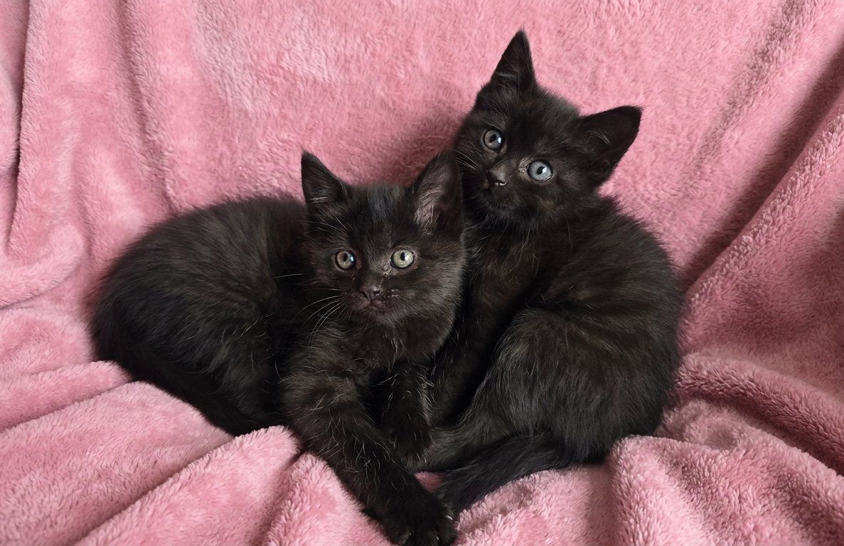 Kittens for sale
