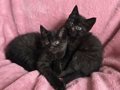 Kittens for sale
