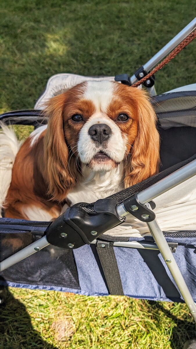 AKC UKC IABCA IntCH Cavalier King Charles Spaniel Stud