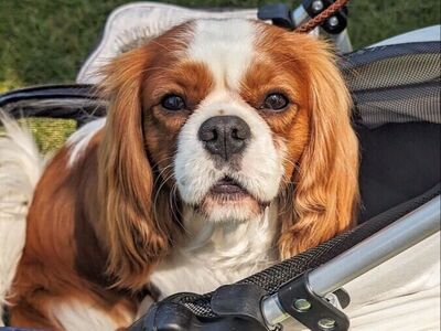 AKC UKC IABCA IntCH Cavalier King Charles Spaniel Stud