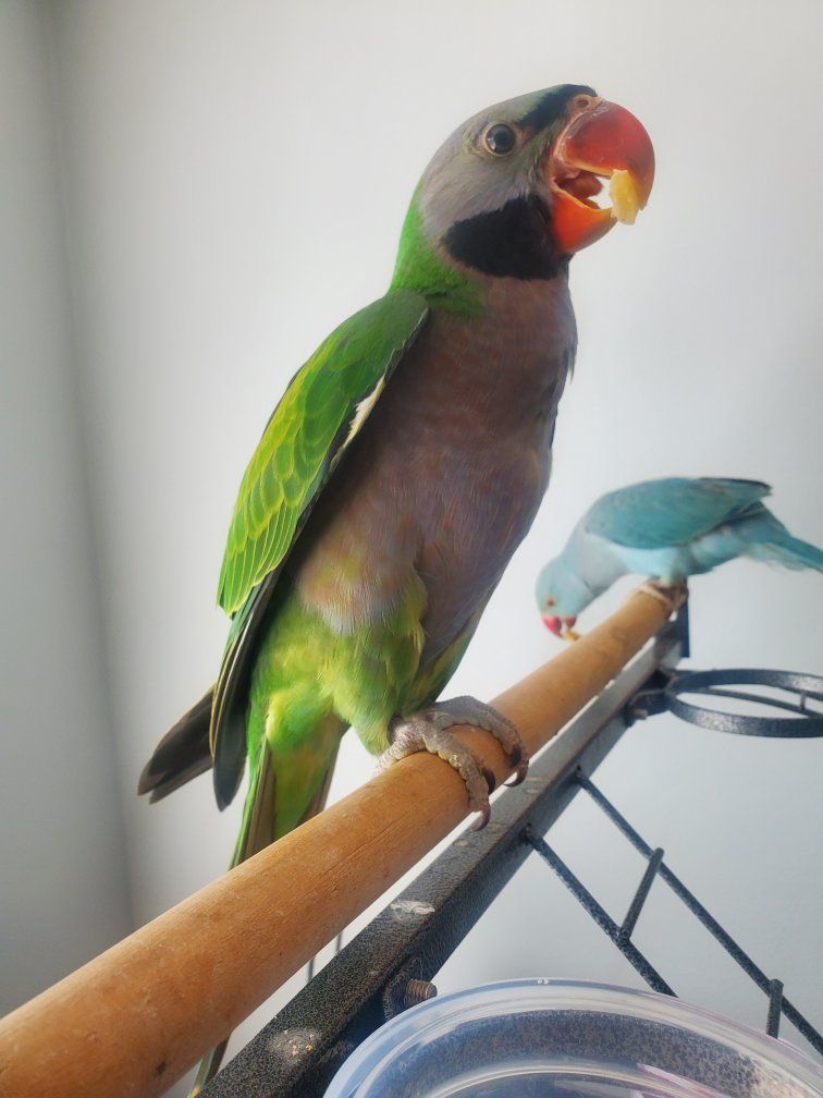 Derbyan Parakeet (Psittacula derbiana) - Exotic Pet Bird