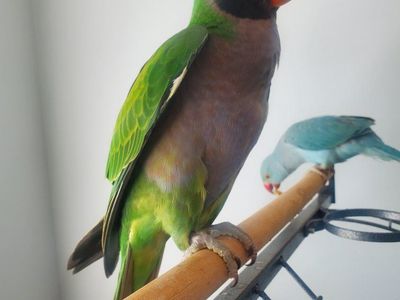 Derbyan Parakeet (Psittacula derbiana) - Exotic Pet Bird