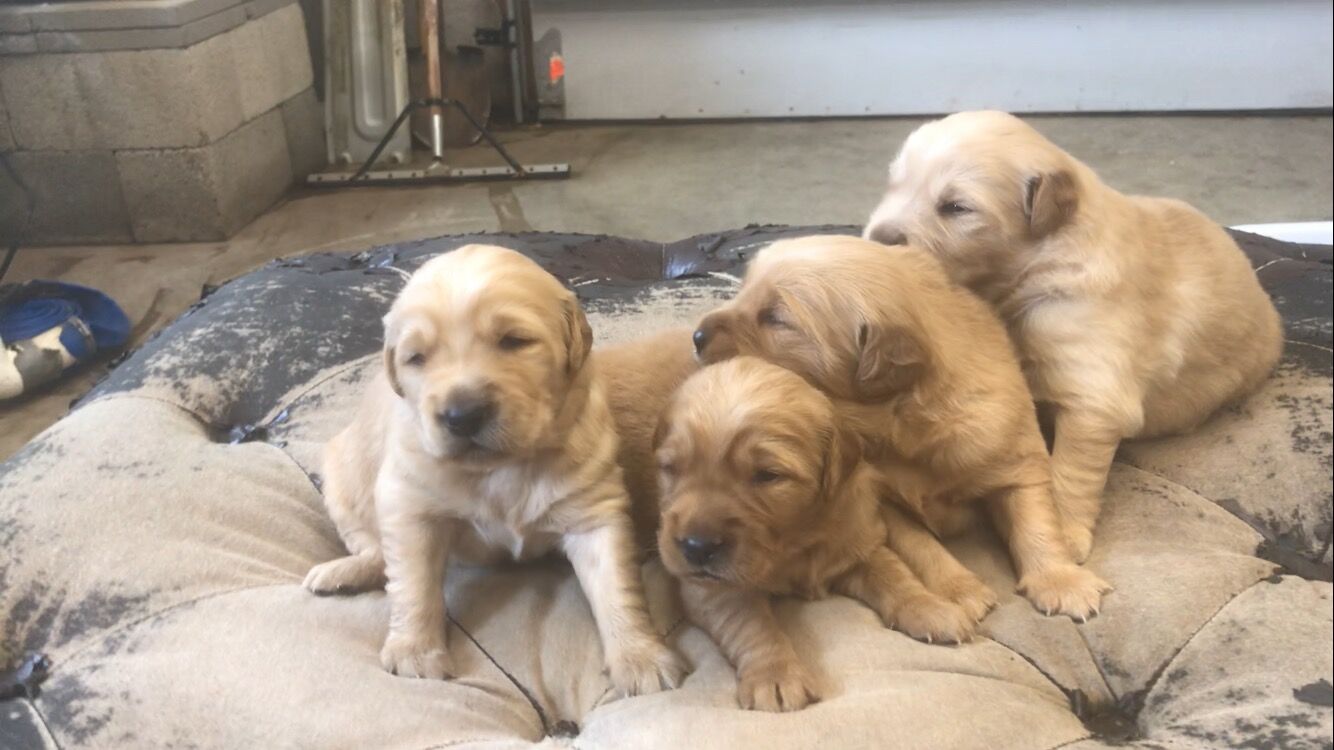 AKC Golden Retriever Puppies