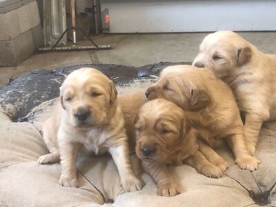 AKC Golden Retriever Puppies