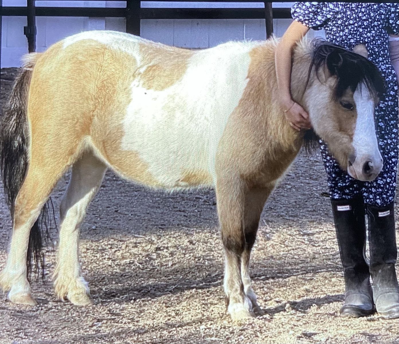 Mini Horse to rent for birthday party’s