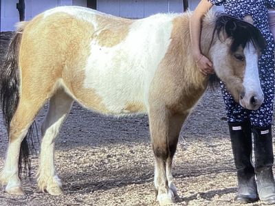 Mini Horse to rent for birthday party’s