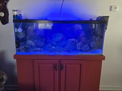 55 gallon salt water tank and stand