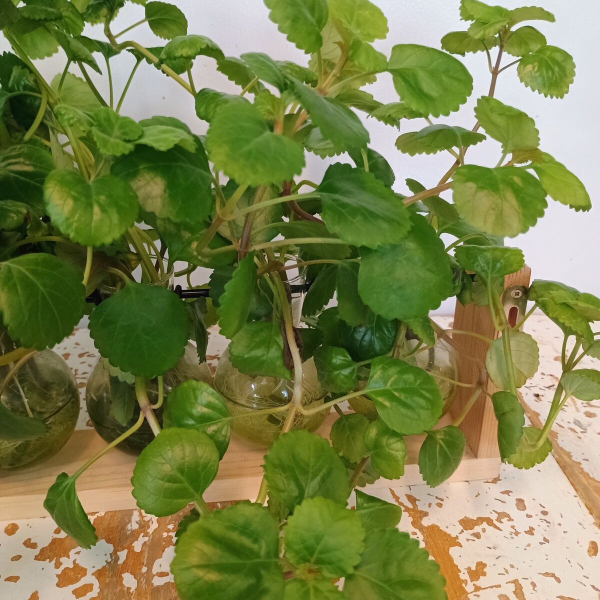 6 rooted Creeping Charley cuttings.