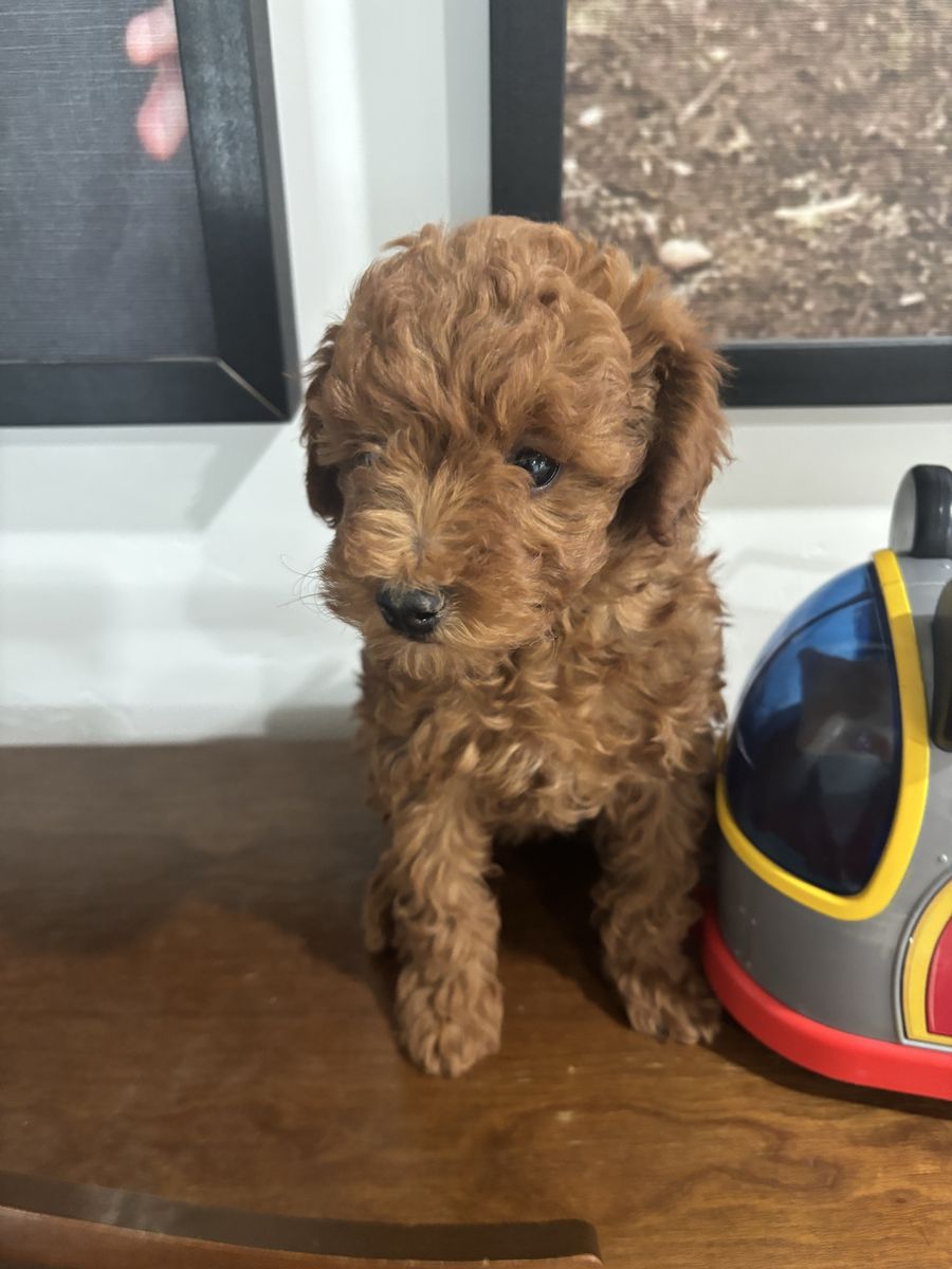 AKC Toy Poodle