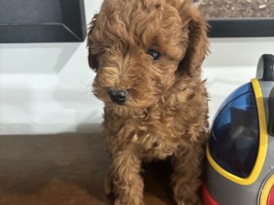 AKC Toy Poodle