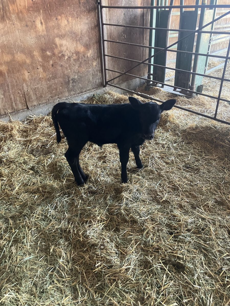 Bottle calf