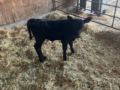 Bottle calf