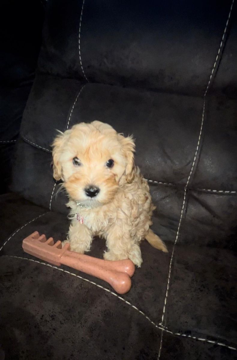 Adorable Teddy Bear (Toy Poodle) Puppies - Ready for Their Forever Homes!