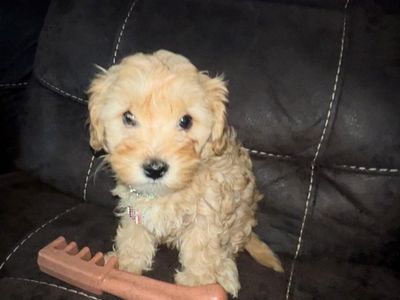 Adorable Teddy Bear (Toy Poodle) Puppies - Ready for Their Forever Homes!
