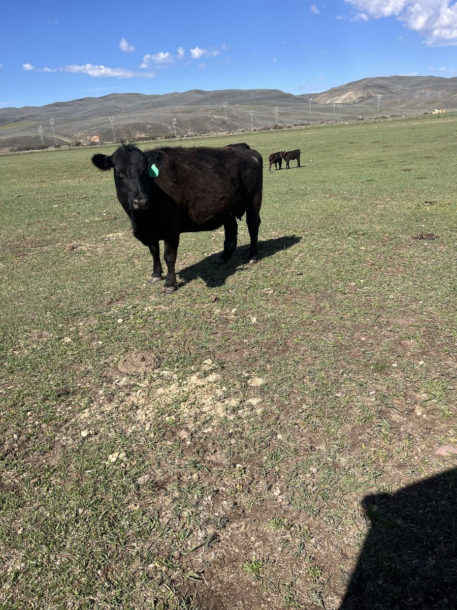 Angus Pair