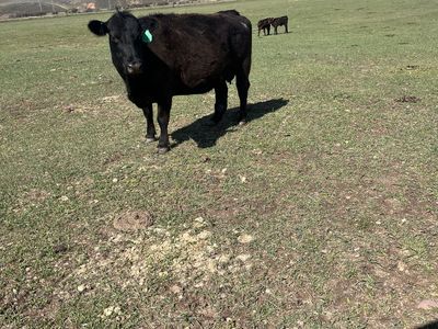 Angus Pair