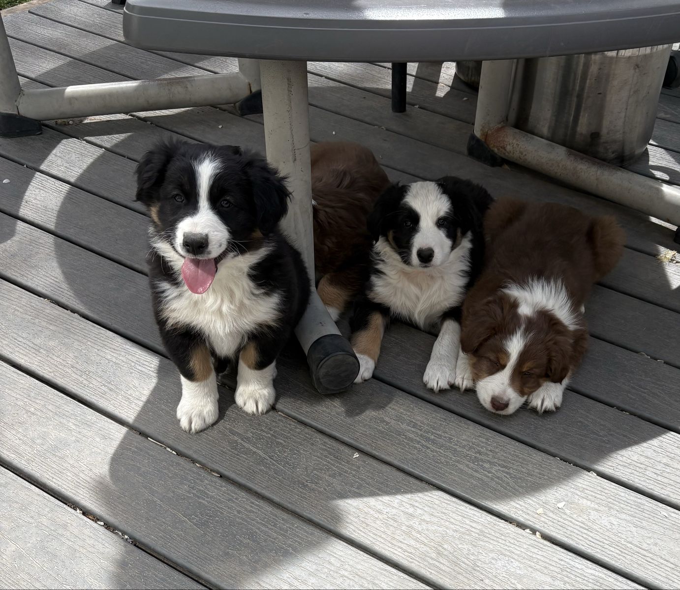 Australian Shepard Puppies