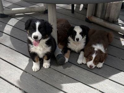 Australian Shepard Puppies