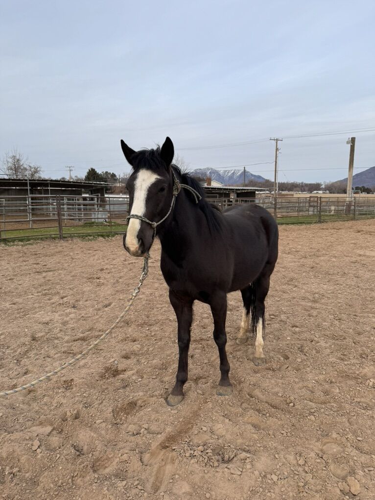 Coming 3 Year old Filly