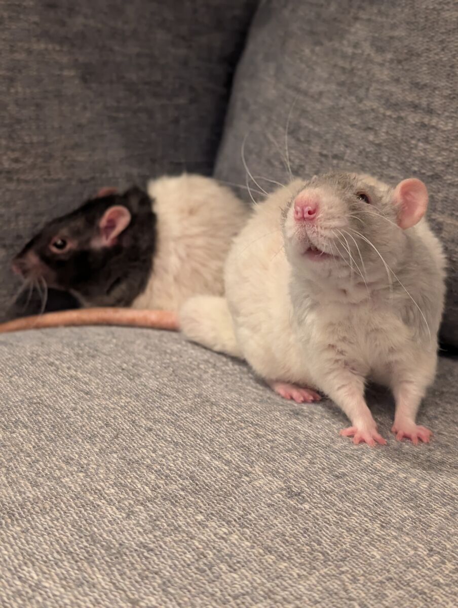 Rehoming 2 male rats