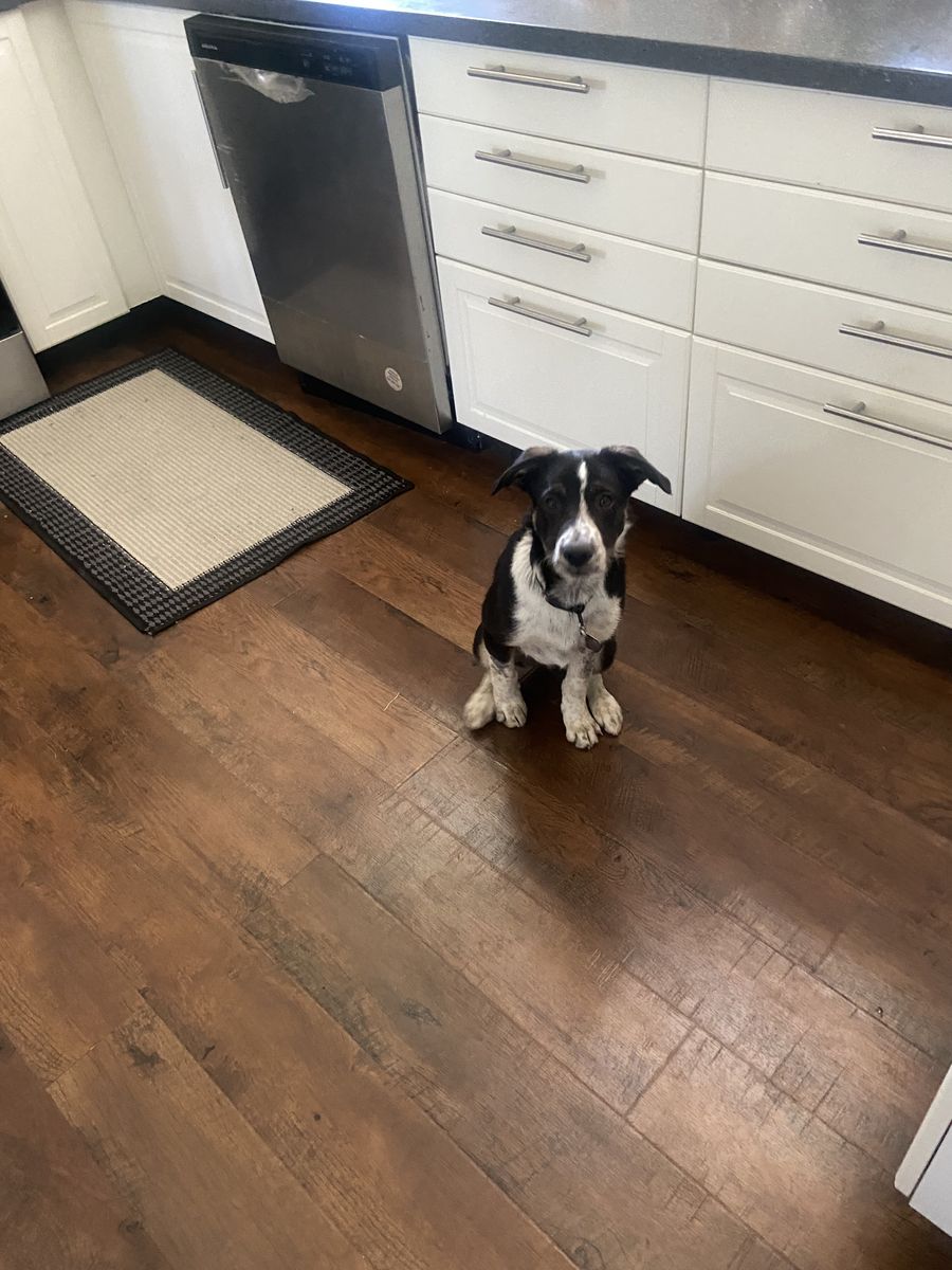 Border Collie/Healer