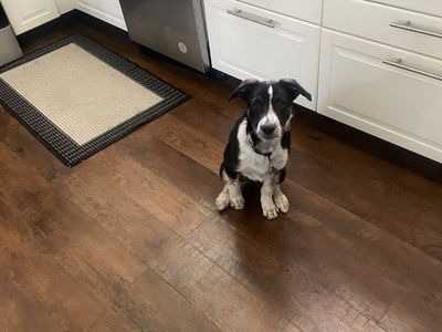 Border Collie/Healer