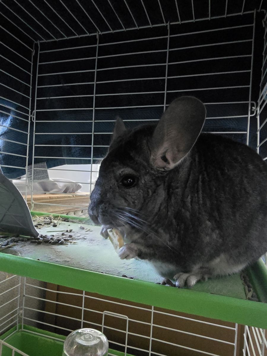 Bonded male chinchillas