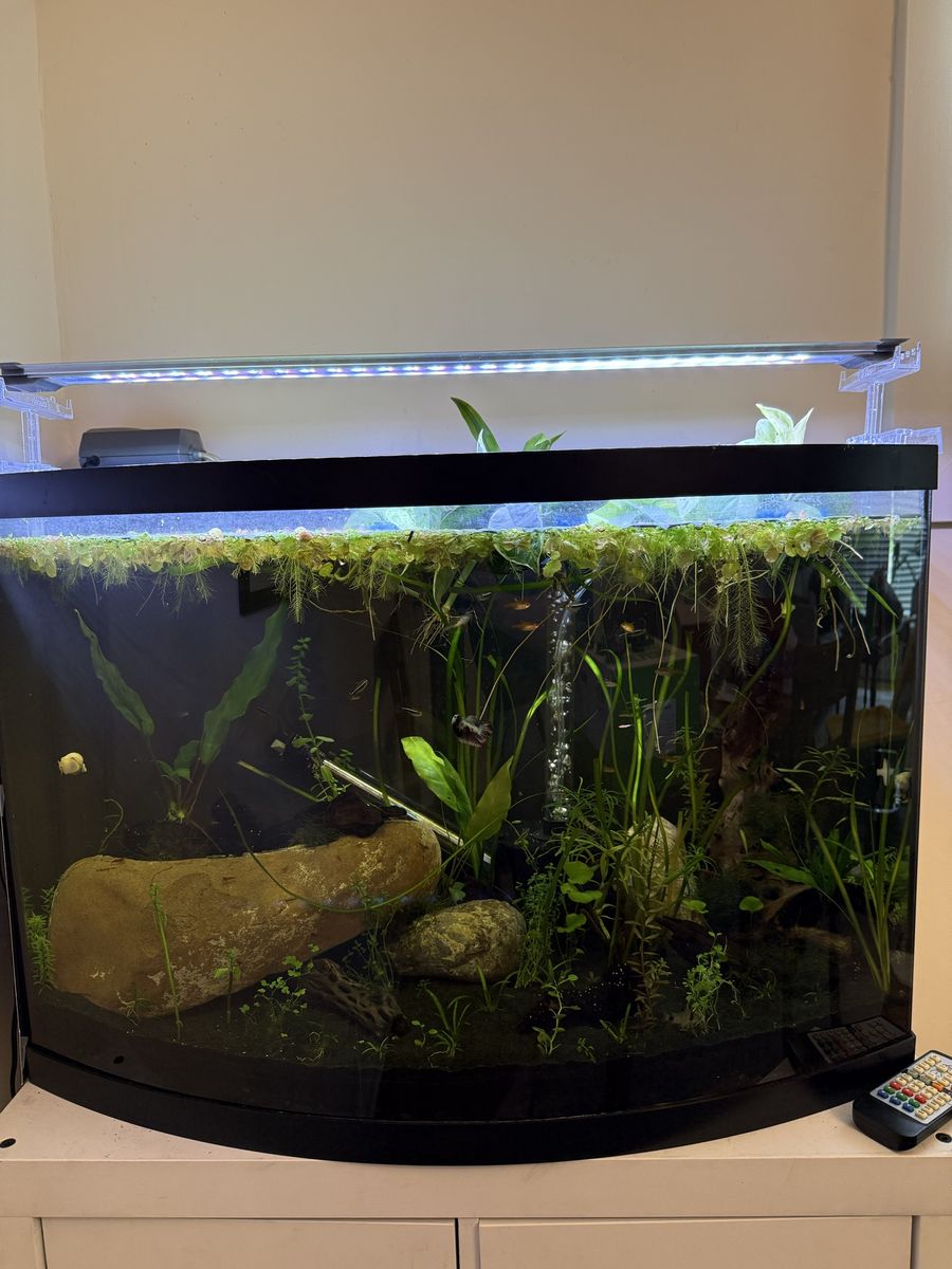 43 gallon bow front fish tank/aquarium with stand and supplies