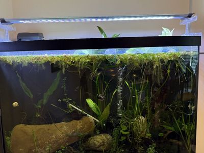 43 gallon bow front fish tank/aquarium with stand and supplies
