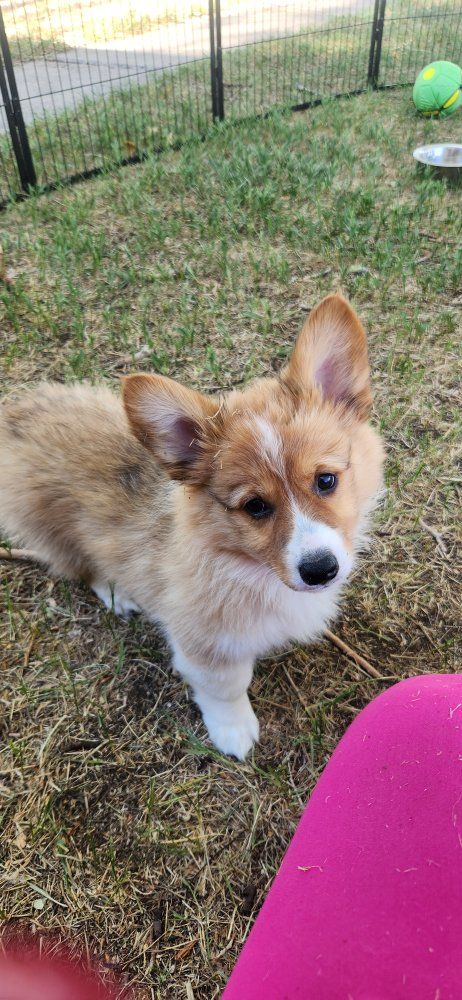 Akc Pembroke Welsh Corgis