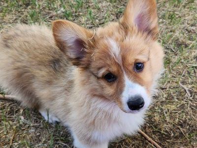 Akc Pembroke Welsh Corgis