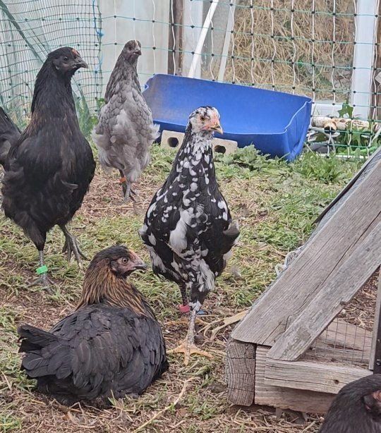 Two 6 month old hens