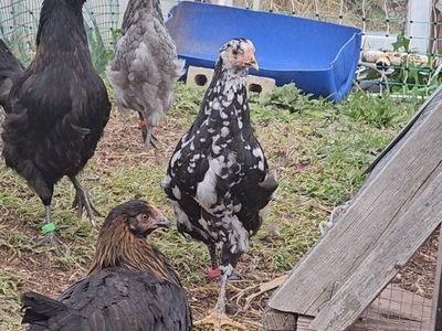 Two 6 month old hens